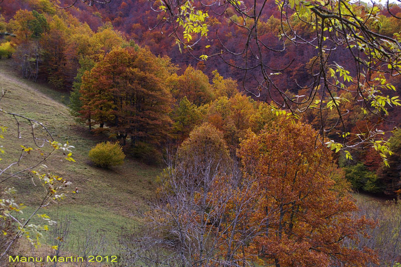 Los bosques de Sajambre, Picos de Europa, León Los bosques de Sajambre, Picos de Europa, León
